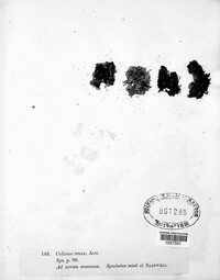 Enchylium tenax image